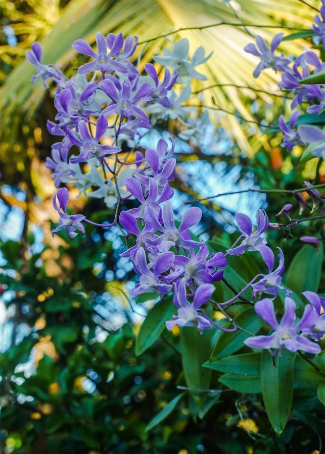 Plantation Inn Weligama Esterno foto